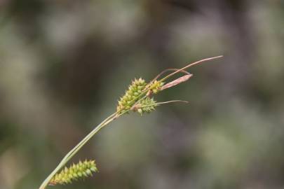 Fotografia da espécie Carex punctata