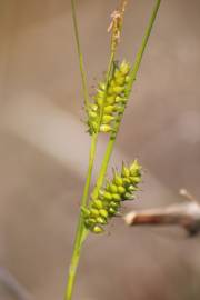 Fotografia da espécie Carex punctata