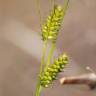 Fotografia 1 da espécie Carex punctata do Jardim Botânico UTAD