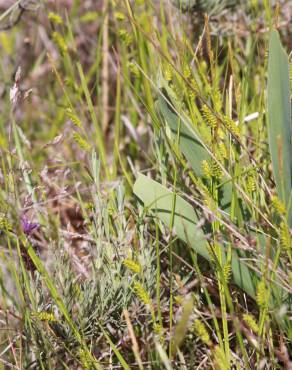 Fotografia 5 da espécie Carex punctata no Jardim Botânico UTAD