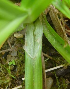 Fotografia 6 da espécie Carex punctata no Jardim Botânico UTAD