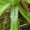 Fotografia 6 da espécie Carex punctata do Jardim Botânico UTAD