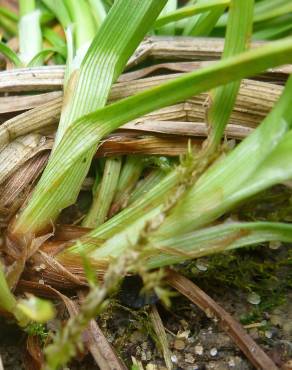 Fotografia 7 da espécie Carex punctata no Jardim Botânico UTAD