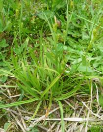 Fotografia da espécie Carex punctata