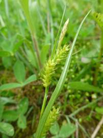 Fotografia da espécie Carex punctata