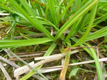 Fotografia da espécie Carex punctata