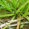 Fotografia 11 da espécie Carex punctata do Jardim Botânico UTAD