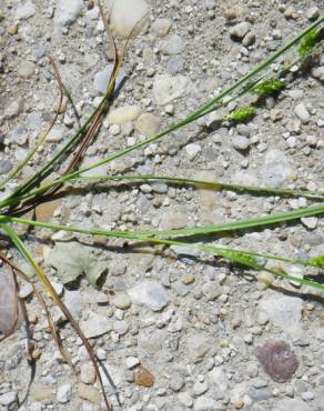 Fotografia 12 da espécie Carex punctata no Jardim Botânico UTAD