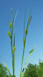 Fotografia da espécie Carex punctata