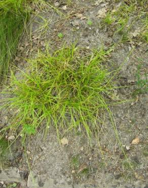 Fotografia 2 da espécie Carex pilulifera subesp. pilulifera no Jardim Botânico UTAD