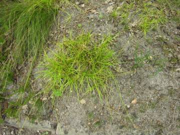 Fotografia da espécie Carex pilulifera subesp. pilulifera