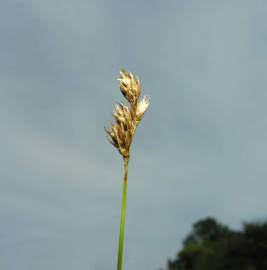 Fotografia da espécie Carex pilulifera subesp. pilulifera