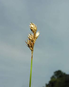 Fotografia 3 da espécie Carex pilulifera subesp. pilulifera no Jardim Botânico UTAD