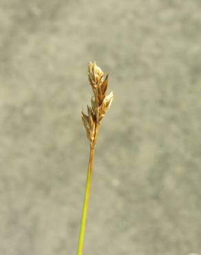 Fotografia 4 da espécie Carex pilulifera subesp. pilulifera no Jardim Botânico UTAD