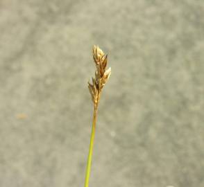 Fotografia da espécie Carex pilulifera subesp. pilulifera