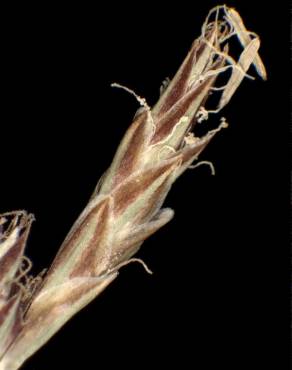 Fotografia 5 da espécie Carex pilulifera subesp. pilulifera no Jardim Botânico UTAD