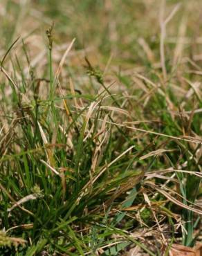 Fotografia 6 da espécie Carex pilulifera subesp. pilulifera no Jardim Botânico UTAD