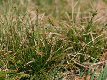 Fotografia da espécie Carex pilulifera subesp. pilulifera