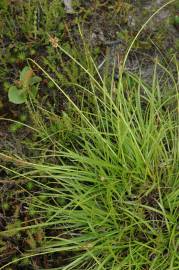 Fotografia da espécie Carex pilulifera subesp. pilulifera