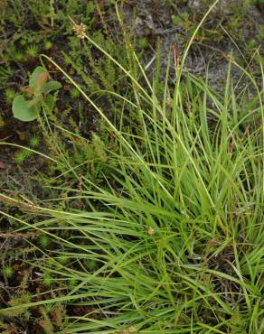 Fotografia 7 da espécie Carex pilulifera subesp. pilulifera no Jardim Botânico UTAD