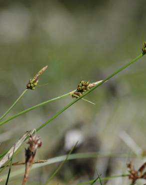 Fotografia 1 da espécie Carex pilulifera subesp. pilulifera no Jardim Botânico UTAD