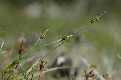 Fotografia da espécie Carex pilulifera subesp. pilulifera