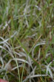 Fotografia da espécie Carex pilulifera subesp. pilulifera