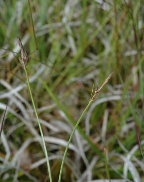 Fotografia 8 da espécie Carex pilulifera subesp. pilulifera no Jardim Botânico UTAD