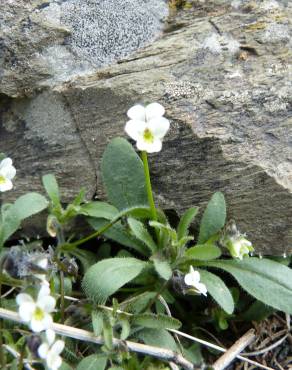 Fotografia 1 da espécie Viola parvula no Jardim Botânico UTAD