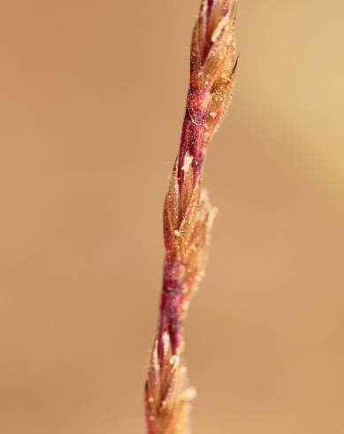 Fotografia de capa Vulpia unilateralis - do Jardim Botânico