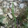 Fotografia 3 da espécie Brachypodium retusum do Jardim Botânico UTAD