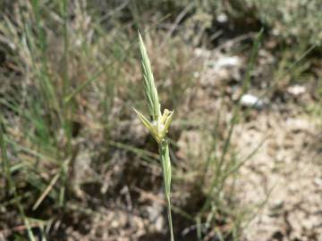 Fotografia da espécie Brachypodium retusum