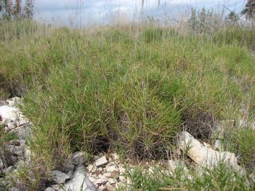 Fotografia da espécie Brachypodium retusum