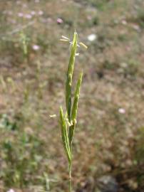 Fotografia da espécie Brachypodium retusum