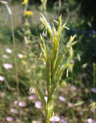 Brachypodium retusum