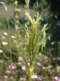 Fotografia da espécie Brachypodium retusum