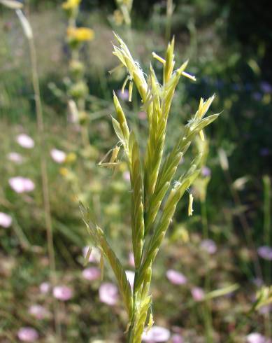 Fotografia de capa Brachypodium retusum - do Jardim Botânico