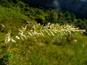 Fotografia da espécie Brachypodium retusum