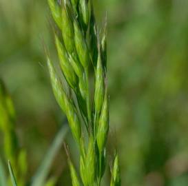 Fotografia da espécie Bromus racemosus