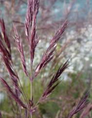 Calamagrostis pseudophragmites