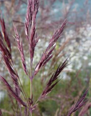 Fotografia 1 da espécie Calamagrostis pseudophragmites no Jardim Botânico UTAD