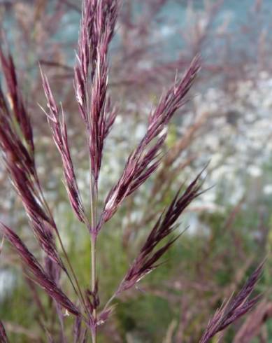 Fotografia de capa Calamagrostis pseudophragmites - do Jardim Botânico