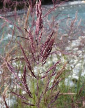 Fotografia 3 da espécie Calamagrostis pseudophragmites no Jardim Botânico UTAD