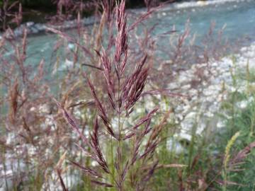 Fotografia da espécie Calamagrostis pseudophragmites