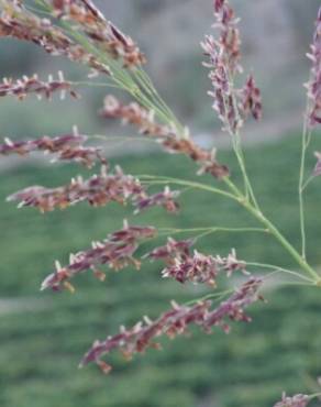 Fotografia 5 da espécie Calamagrostis pseudophragmites no Jardim Botânico UTAD