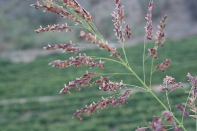 Fotografia da espécie Calamagrostis pseudophragmites