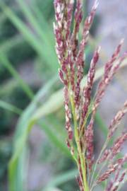 Fotografia da espécie Calamagrostis pseudophragmites