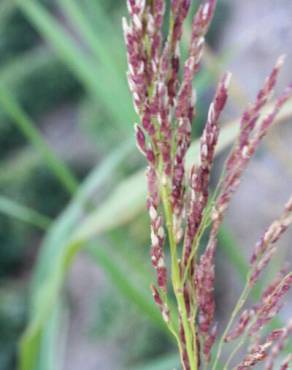 Fotografia 6 da espécie Calamagrostis pseudophragmites no Jardim Botânico UTAD