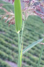 Fotografia da espécie Calamagrostis pseudophragmites