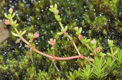 Fotografia da espécie Crassula vaillantii